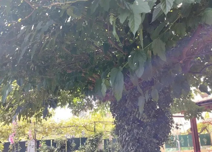 In Chalkidiki, Lakkoma Nea Kallikrateia