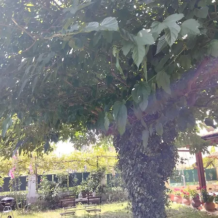 In Chalkidiki, Lakkoma Nea Kallikrateia